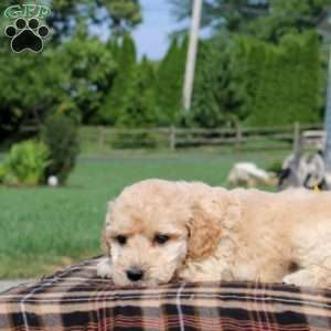 Benson, Mini Goldendoodle Puppy